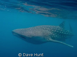 Young whale shark - 4-5 meters on Ningaloo Reef.  Canon d... by Dave Hunt 